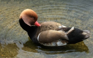 piume, acqua, becco, ali, uccello, anatra, animale, riflesso, volatile, onde, rosso, collo, testa, papera