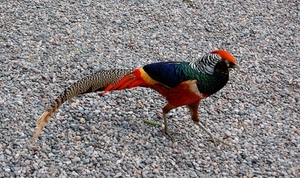 coda, uccello, rosso, colori, piume, fagiano, gallo, zampe, ghiaia, animale