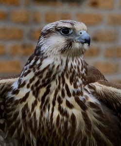 becco, piume, rapace, uccello, occhio, aquila, penne, occhi, animale, bianco, poiana, marrone, mattoni, falco, muro