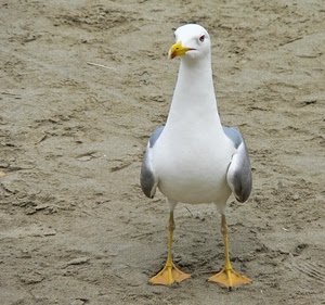 gabbiano, becco, zampe, uccello, bianco, sabbia, ali, piume, grigio, palmipede, giallo, occhi, animale