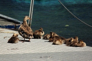 acqua, anatroccoli, anatre, pontile, uccelli, animali, volatili, pulcini, anatra, papere, papera