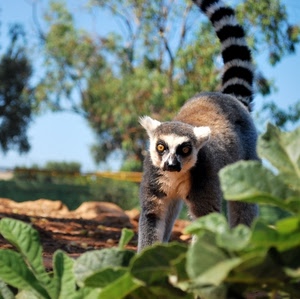 coda, foglie, occhi, animale, lemure, verde, alberi