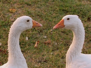 oche, due, erba, bianco, occhi, becchi, arancione, animali, prato, verde, teste, colli, uccelli, becco, piume, collo