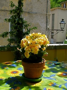 fiori, vaso, tovaglia, lampione, giallo, verde, foglie, case, tavolo, finestre, ombra, piante, pianta, accendino, portacenere, blu, finestra