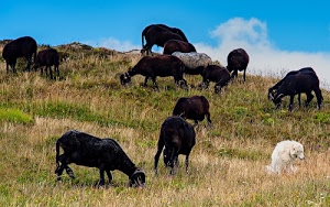 erba, cielo, cane, bianco, animali, nero, pecore, pascolo, nuvole, capre, ovini, azzurro, verde, prato, marrone, corna