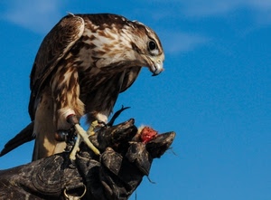 becco, rapace, guanto, artigli, aquila, uccello, cibo, falco, piume, zampe, preda, occhio