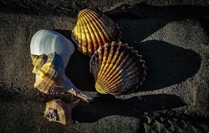 conchiglie, sabbia, ombre, bianco, cinque, mare, spiaggia, righe, nero, giallo, spirali, linee, marrone, ombra