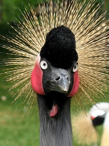 occhi, becco, uccello, rosso, nero, piume, collo, pavone, grigio, giallo, corona, animale