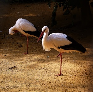 due, bianco, uccelli, zampe, nero, becco, cicogne, cicogna, zampa, terra, natura, coppia, animali