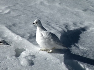 neve, bianco, uccello, inverno, ombra, piume, colomba