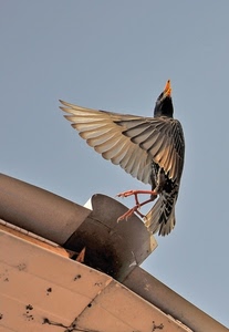 ali, uccello, becco, tetto, volo, zampe, cielo, piume, nido