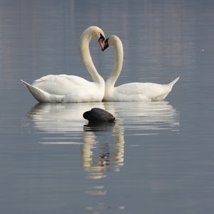 cigni, acqua, due, lago, cuore, bianco, uccelli, riflesso, coppia, bianchi, riflessi