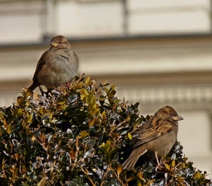 uccelli, due, foglie, piume, passeri, cespuglio, animali, becco, giallo, rami, sfocato