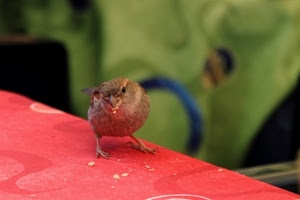 briciole, rosso, uccello, becco, verde, passero, passerotto, tavolo, zampe, uccellino, sfocato