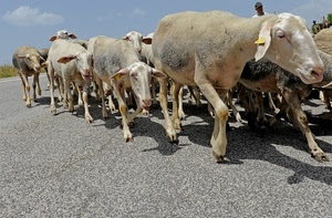 pecore, strada, gregge, animali, zampe, orecchie, muso, transumanza
