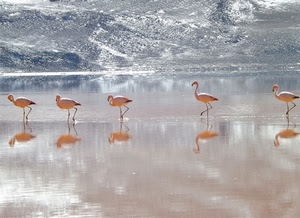 acqua, fenicotteri, rosa, lago, riflessi, uccelli, fila, trampolieri, neve, animali, riflesso