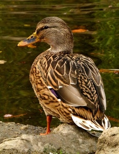 becco, acqua, anatra, uccello, piume, animale, ali, pietra, coda, verde, occhio, germano, fiume, volatile, lago, papera, zampe
