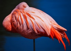 rosa, piume, fenicottero, uccello, zampa, penne, ali, trampoliere, uccelli, coda, blu, animali, animale, sonno