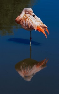 rosa, riflesso, fenicottero, acqua, uccello, zampa, becco, piume, animale, zampe, verde, stagno, ombra