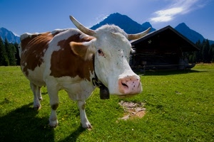 mucca, corna, muso, prato, montagna, montagne, campanaccio, vacca, verde, alpeggio
