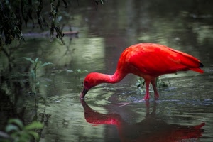 rosso, acqua, uccello, riflesso, becco, animale