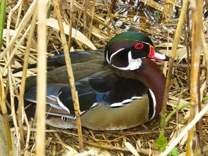 canne, anatra, becco, colori, uccello, canneto, riposo, piume, uccelli, occhio, animali, nido