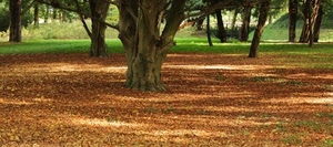 foglie, alberi, verde, autunno, prato, rami, parco, marrone, ombra, erba, piante, tronchi