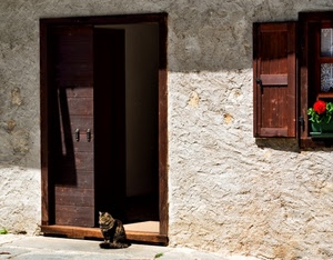 gatto, finestra, porta, legno, portone, fiore, muro, fiori, felino, vaso, ombra, ante, anta, rosso, animale