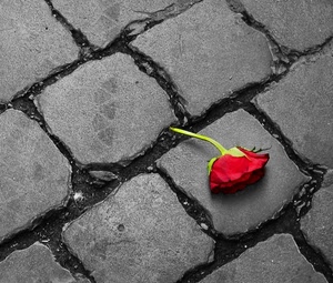 rosa, rosso, fiore, selciato, strada, grigio, rossa, verde, sanpietrini, sampietrini