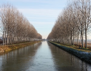 alberi, canale, acqua, fiume, prospettiva, sponde, argini, rami, pioppi, filari