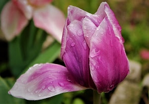 gocce, petali, fiore, verde, tulipano, acqua, rosa, bianco, foglie, natura, bocciolo, rugiada, viola, macro