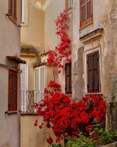 finestre, rosso, fiori, ringhiera, verde, foglie, persiane, rampicante, piante, imposte, vasi, balcone, casa, terrazzo, pianta, muro, palazzo, porte, scorcio, palazzi, tettoia