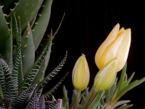 giallo, piante, fiori, tulipani, verde, spine, foglie, nero, petali, boccioli, grasse, agave, grassa, aloe
