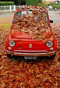foglie, rosso, auto, autunno, cinquecento, rossa, macchina, automobile, targa, fiat