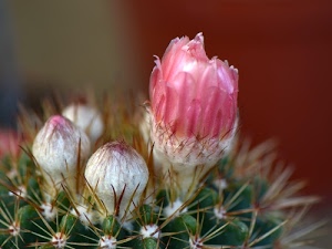 spine, fiori, pianta, rosa, verde, boccioli, sfocato, grassa, bianco, fiore, cactus, petali, macro, bocciolo