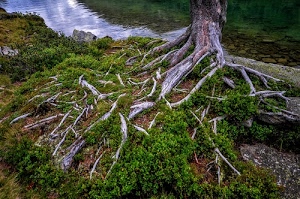radici, acqua, erba, verde, albero, fiume, tronco, riflessi, riflesso, terra, ruscello, muschio, sassi