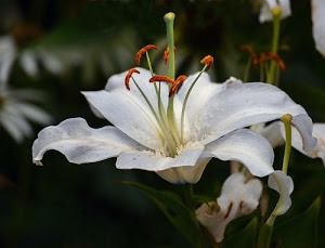 bianco, petali, fiore, pistilli, verde, stami, foglie, nero, giglio, macro, pistillo, arancione, sfondo, corolla