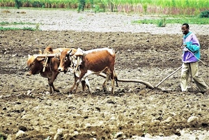 terra, buoi, uomo, animali, contadino, aratro, campagna, verde, due, arare, giogo, zolle, aratura, agricoltura, mucche, marrone, campo, terreno