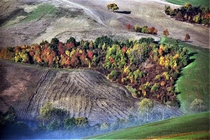 alberi, verde, terra, autunno, colline, campagna, campi, giallo, paesaggio, rosso, bosco, alto, colori, marrone, vigneti, campo, foschia, panorama, coltivazioni, nebbia, terreno