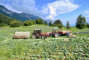 nuvole, alberi, verde, cielo, campagna, trattori, montagne, campi, campo, trattore, azzurro, raccolta, piante, casse, cassette, verdura, agricoltore, agricoltura, verze, cavoli, montagna