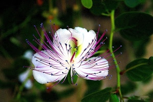 fiore, petali, bianco, foglie, pistilli, verde, stami, viola, corolla, pistillo, sfocato, natura, cappero, gambo, orchidea