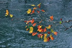 foglie, acqua, autunno, ramo, verde, colori, giallo, corrente, azzurro, fiume, arancione, rosso, rami