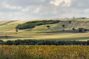 alberi, campagna, verde, colline, nuvole, cielo, campi, paesaggio, piante, collina, bosco, fiori, arati, agricoltura, papaveri, panorama, coltivazione, grano, coltivazioni