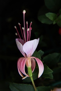 fiore, petali, verde, pistilli, rosa, foglie, stami, nero, bianco, pistillo, natura, corolla, gambo, calice, macro, stelo