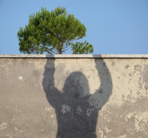 ombra, muro, albero, pino, cielo, azzurro, verde, braccia, grigio, pianta, persona, cemento, parete