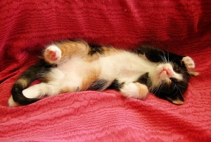 rosso, gatto, micio, zampe, pelo, coda, bianco, animale, nero, muso, cucciolo, felino, dormire, bocca, gattino, coperta, baffi, occhi, orecchie, sdraiato, naso