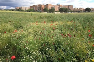 fiori, papaveri, erba, periferia, palazzi, case, verde, campo, alberi, prato, rosso, nuvole, cielo, recinzione, camomilla, incolto