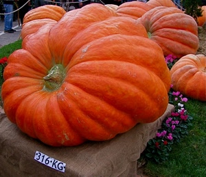 zucche, arancione, zucca, fiori, peso, ciclamini, arancio, numeri, erba