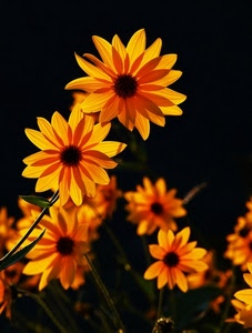 petali, fiori, giallo, arancio, margherite, corolle, foglie, nero, controluce