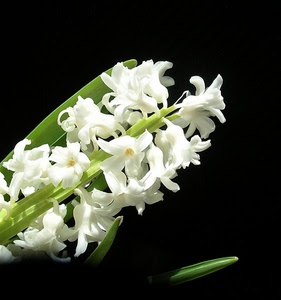 bianco, verde, fiore, nero, foglie, fiori, macro, orchidea, mughetto